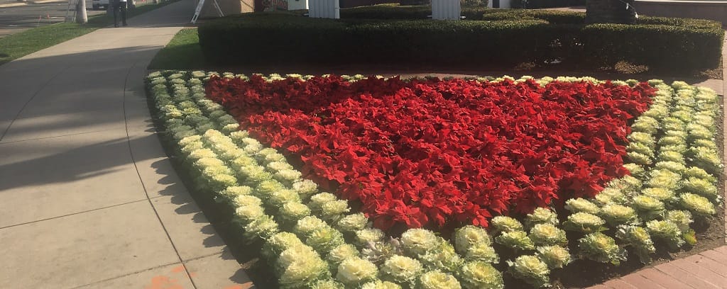 Photo of Christmas garden in California