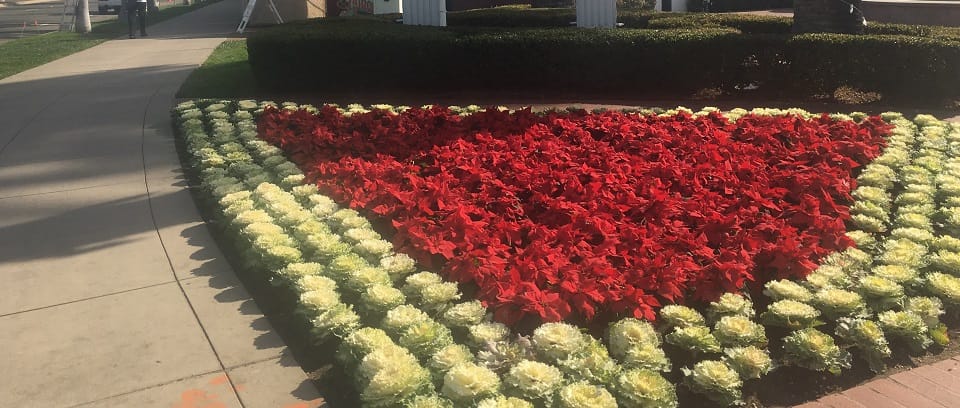 Photo of Christmas garden in California