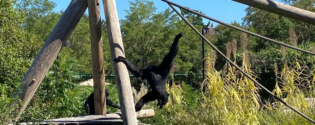 Photo of monkey reaching for rope at Virginia Zoo
